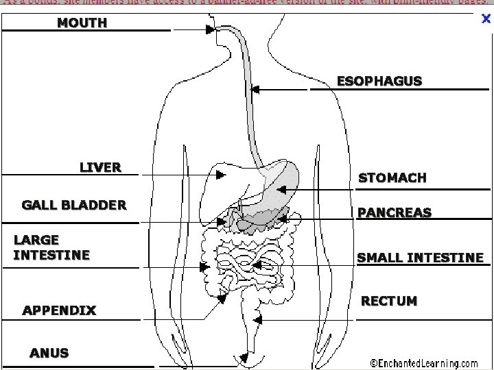 MOUTH ESOPHAGUS LIVER GALL BLADDER LARGE INTESTINE APPENDIX ANUS STOMACH PANCREAS SMALL INTESTINE RECTUM