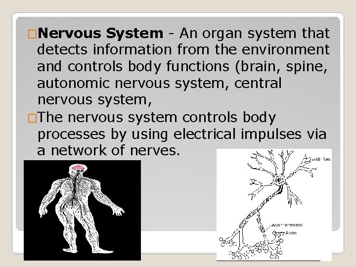 �Nervous System - An organ system that detects information from the environment and controls