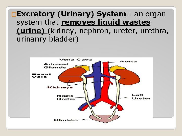 �Excretory (Urinary) System - an organ system that removes liquid wastes (urine) (kidney, nephron,