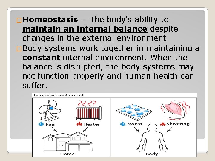 �Homeostasis - The body's ability to maintain an internal balance despite changes in the