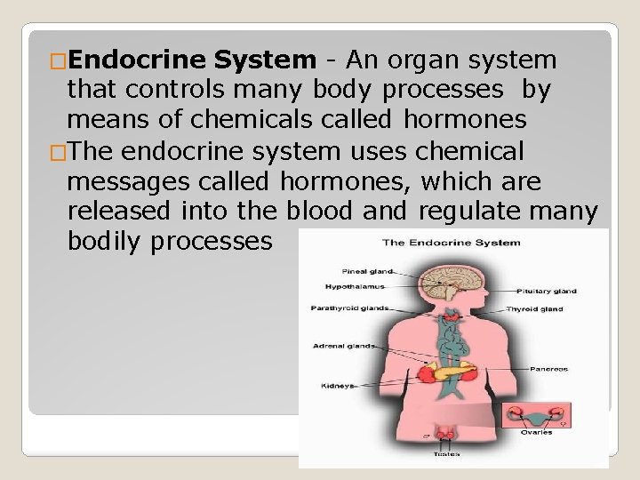�Endocrine System - An organ system that controls many body processes by means of