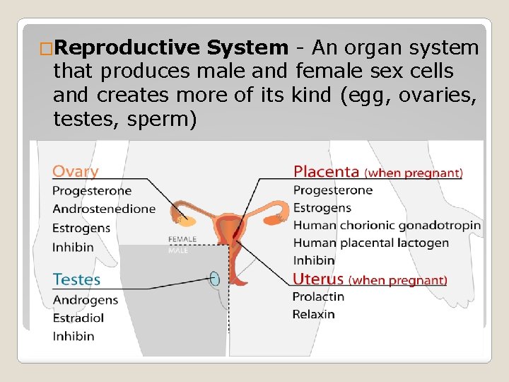 �Reproductive System - An organ system that produces male and female sex cells and