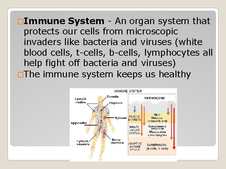 �Immune System - An organ system that protects our cells from microscopic invaders like