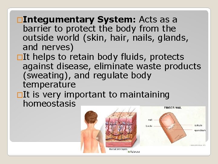 �Integumentary System: Acts as a barrier to protect the body from the outside world