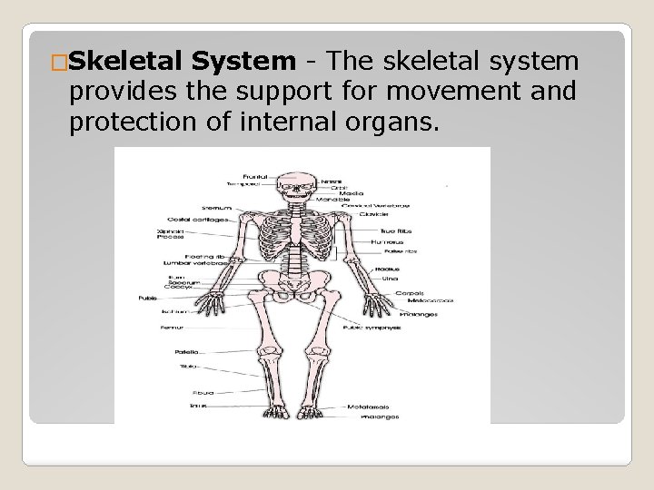 �Skeletal System - The skeletal system provides the support for movement and protection of