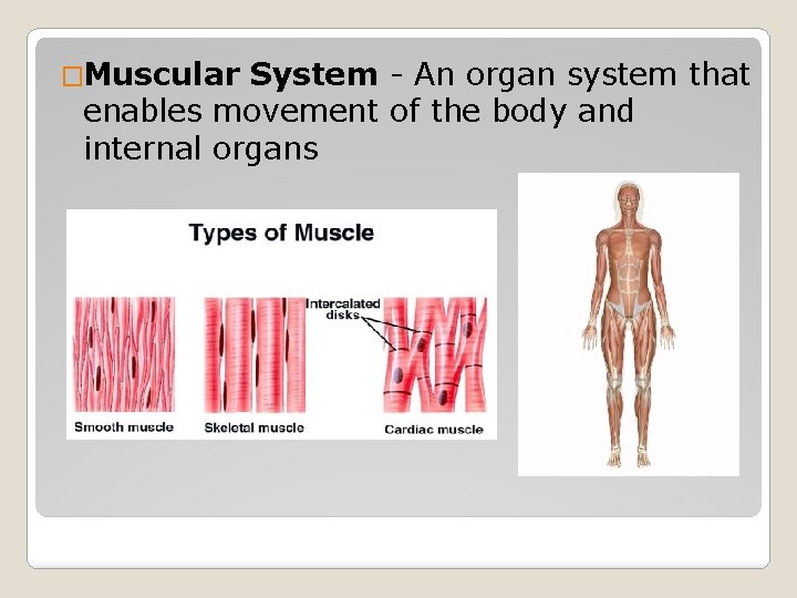 �Muscular System - An organ system that enables movement of the body and internal