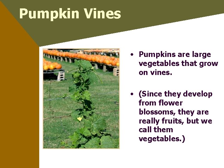Pumpkin Vines • Pumpkins are large vegetables that grow on vines. • (Since they