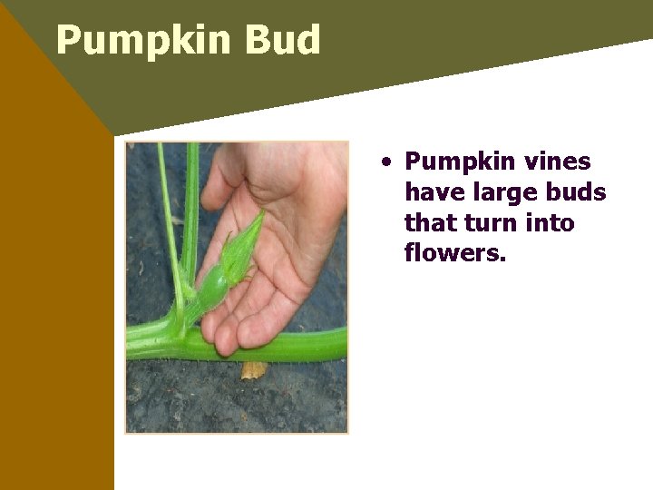 Pumpkin Bud • Pumpkin vines have large buds that turn into flowers. 