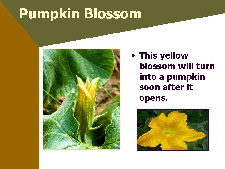 Pumpkin Blossom • This yellow blossom will turn into a pumpkin soon after it