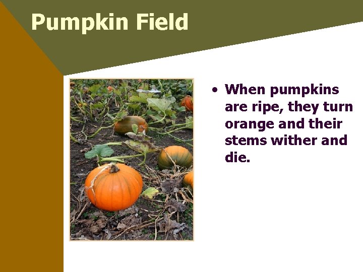 Pumpkin Field • When pumpkins are ripe, they turn orange and their stems wither