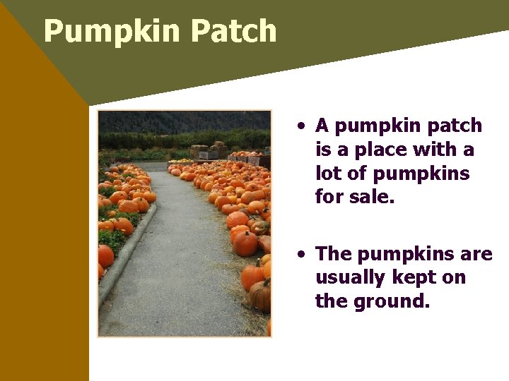 Pumpkin Patch • A pumpkin patch is a place with a lot of pumpkins