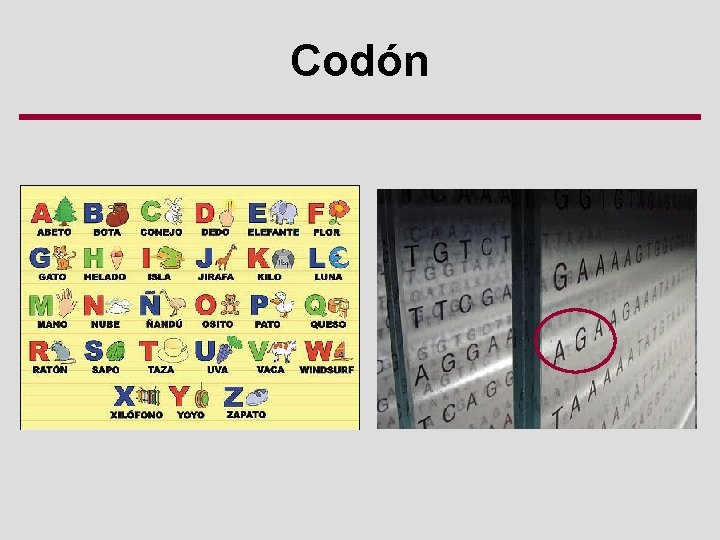 Codón 