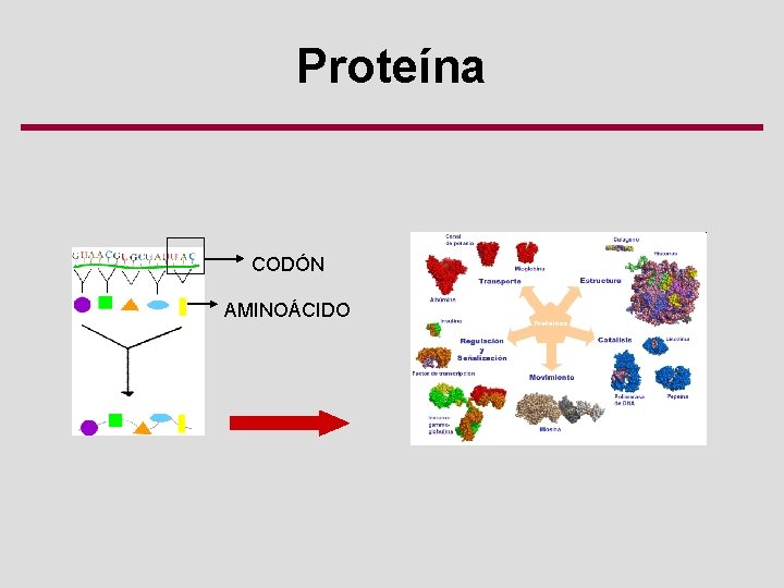 Proteína CODÓN AMINOÁCIDO 