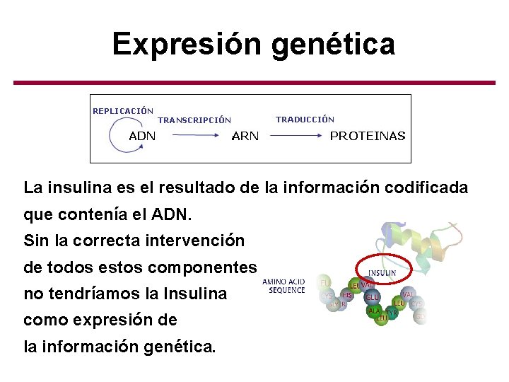 Expresión genética La insulina es el resultado de la información codificada que contenía el