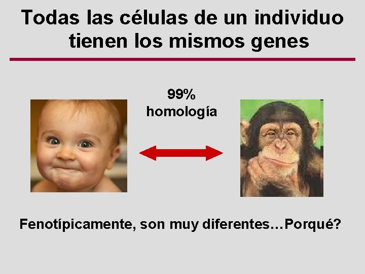 Todas las células de un individuo tienen los mismos genes 99% homología Fenotípicamente, son