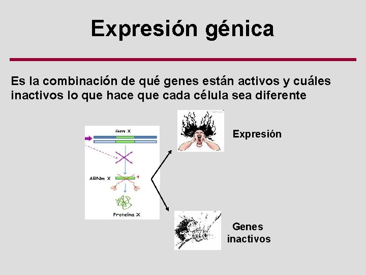 Expresión génica Es la combinación de qué genes están activos y cuáles inactivos lo