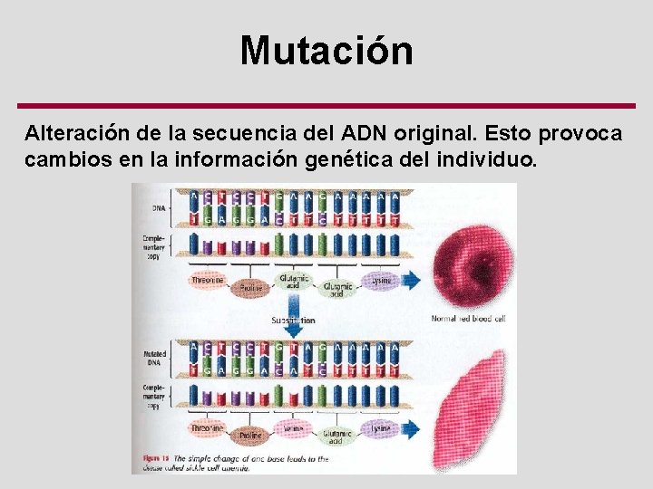 Mutación Alteración de la secuencia del ADN original. Esto provoca cambios en la información