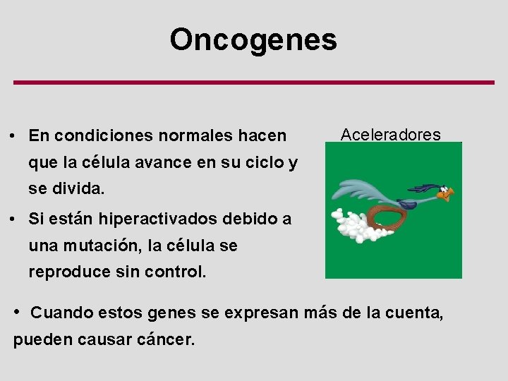 Oncogenes • En condiciones normales hacen Aceleradores que la célula avance en su ciclo