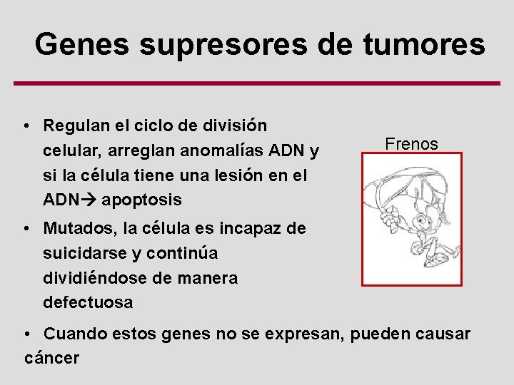 Genes supresores de tumores • Regulan el ciclo de división celular, arreglan anomalías ADN