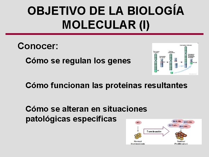 OBJETIVO DE LA BIOLOGÍA MOLECULAR (I) Conocer: Cómo se regulan los genes Cómo funcionan