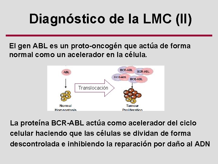 Diagnóstico de la LMC (II) El gen ABL es un proto-oncogén que actúa de