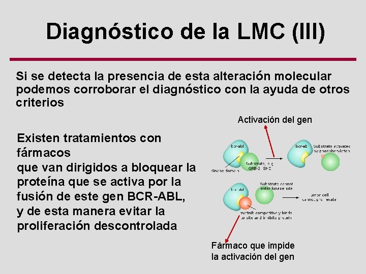 Diagnóstico de la LMC (III) Si se detecta la presencia de esta alteración molecular