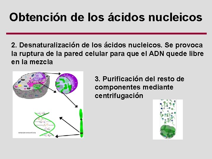 Obtención de los ácidos nucleicos 2. Desnaturalización de los ácidos nucleicos. Se provoca la