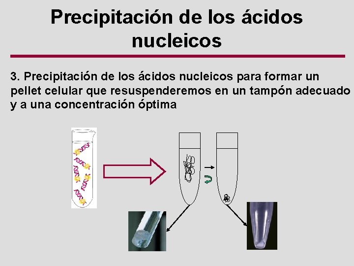 Precipitación de los ácidos nucleicos 3. Precipitación de los ácidos nucleicos para formar un