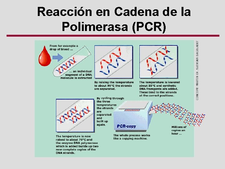 Reacción en Cadena de la Polimerasa (PCR) 