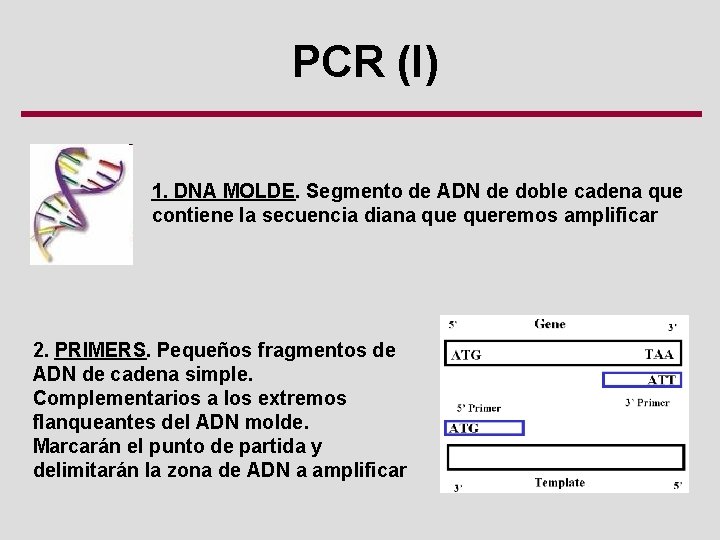 PCR (I) 1. DNA MOLDE. Segmento de ADN de doble cadena que contiene la