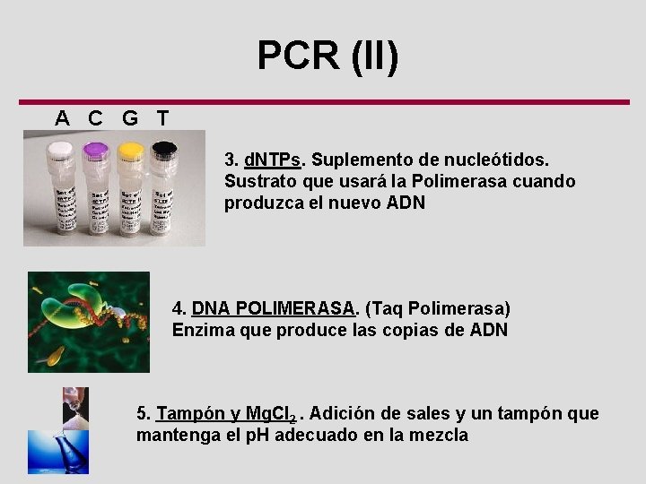 PCR (II) A C G T 3. d. NTPs. Suplemento de nucleótidos. Sustrato que