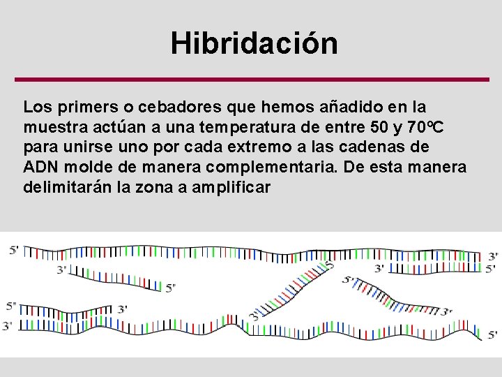 Hibridación Los primers o cebadores que hemos añadido en la muestra actúan a una