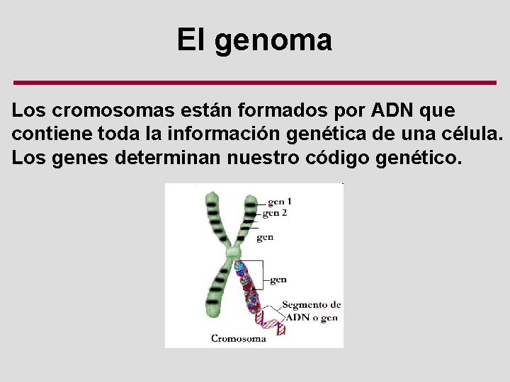 El genoma Los cromosomas están formados por ADN que contiene toda la información genética