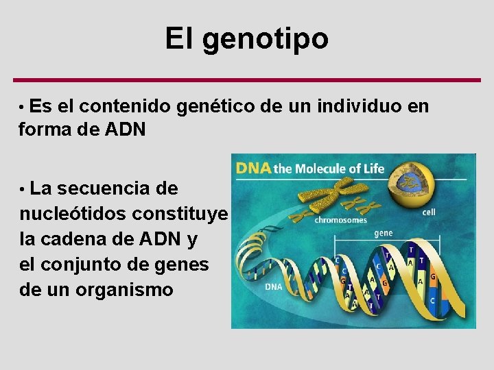 El genotipo • Es el contenido genético de un individuo en forma de ADN