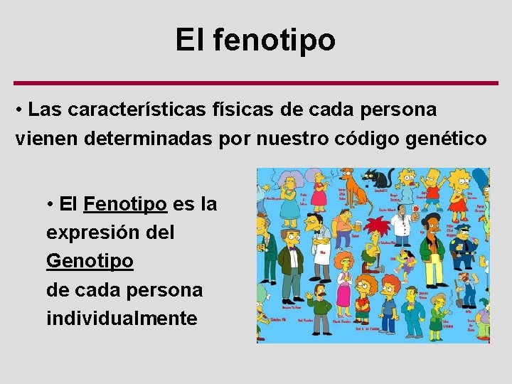 El fenotipo • Las características físicas de cada persona vienen determinadas por nuestro código