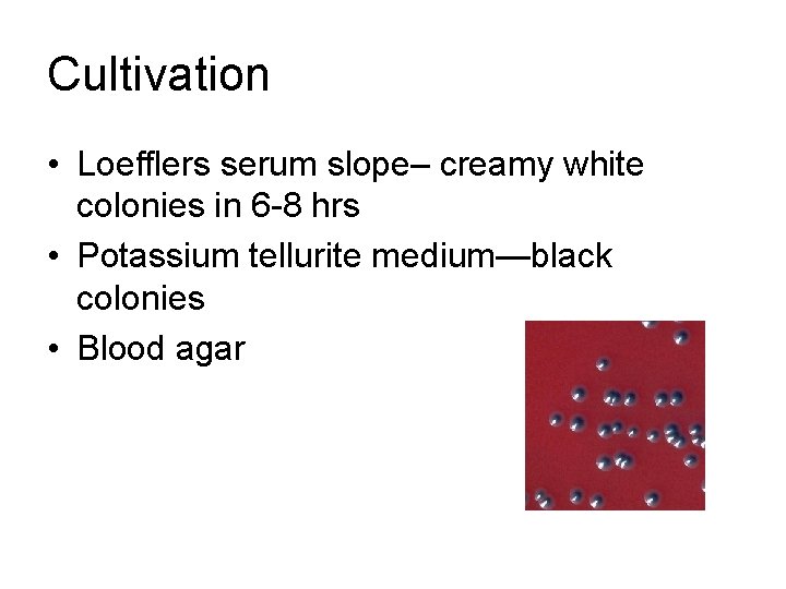 Cultivation • Loefflers serum slope– creamy white colonies in 6 -8 hrs • Potassium