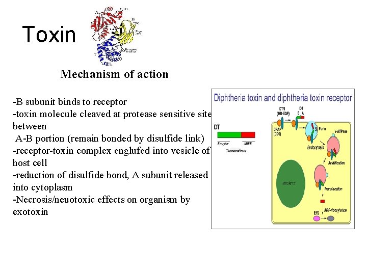 Toxin Mechanism of action -B subunit binds to receptor -toxin molecule cleaved at protease