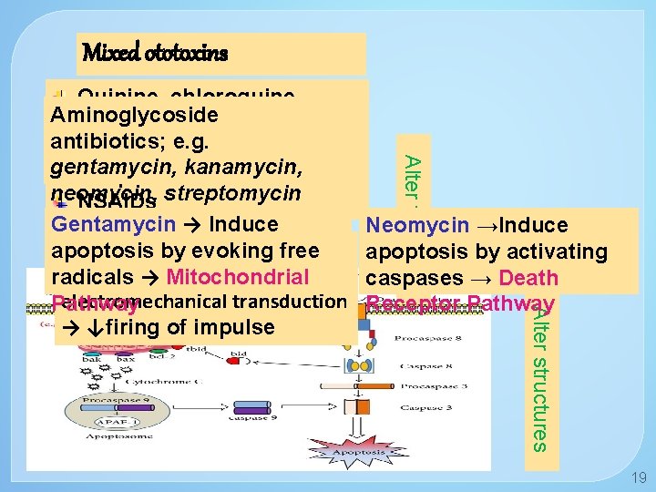 Mixed ototoxins Alter function Neomycin →Induce apoptosis by activating caspases → Death Receptor Pathway