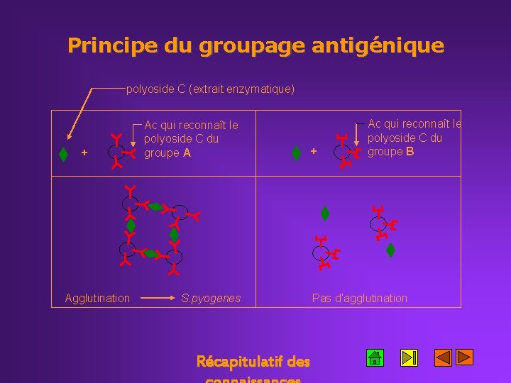 Principe du groupage antigénique polyoside C (extrait enzymatique) + Ac qui reconnaît le polyoside