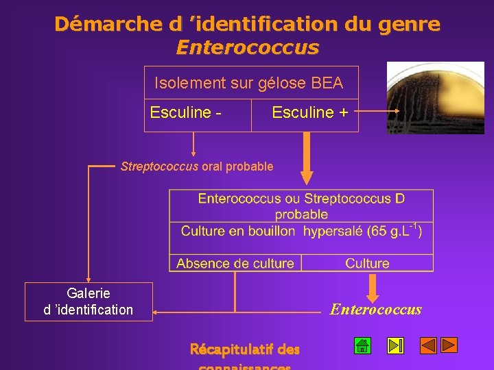 Démarche d ’identification du genre Enterococcus Isolement sur gélose BEA Esculine - Esculine +