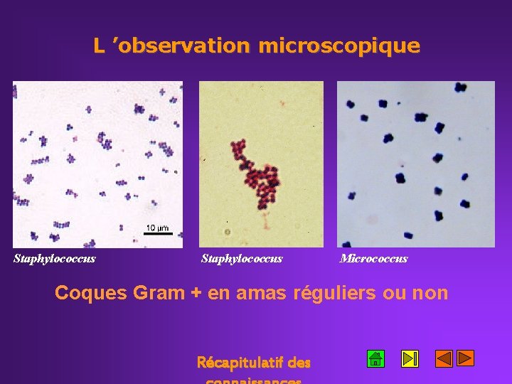 L ’observation microscopique Staphylococcus Micrococcus Coques Gram + en amas réguliers ou non Récapitulatif