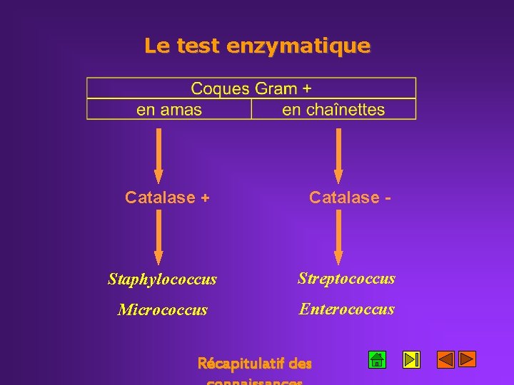 Le test enzymatique Catalase + Catalase - Staphylococcus Streptococcus Micrococcus Enterococcus Récapitulatif des 