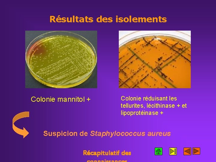 Résultats des isolements Colonie mannitol + Colonie réduisant les tellurites, lécithinase + et lipoprotéinase