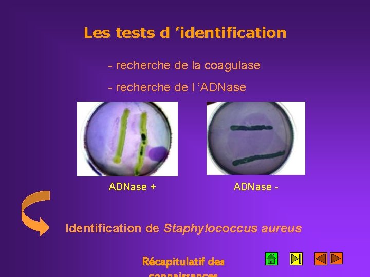 Les tests d ’identification - recherche de la coagulase - recherche de l ’ADNase