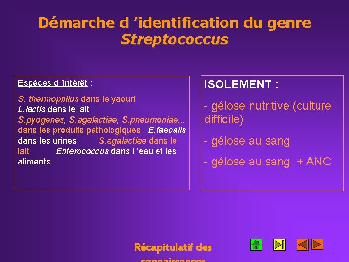 Démarche d ’identification du genre Streptococcus ISOLEMENT : Espèces d ’intérêt : S. thermophilus
