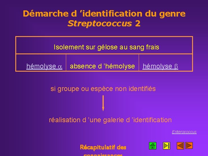 Démarche d ’identification du genre Streptococcus 2 Isolement sur gélose au sang frais hémolyse