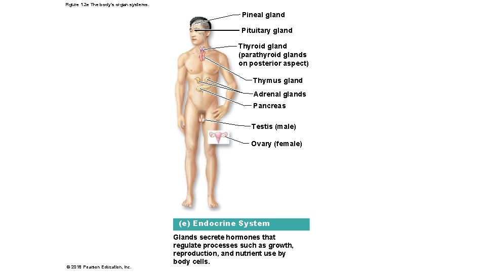 Figure 1. 2 e The body’s organ systems. Pineal gland Pituitary gland Thyroid gland