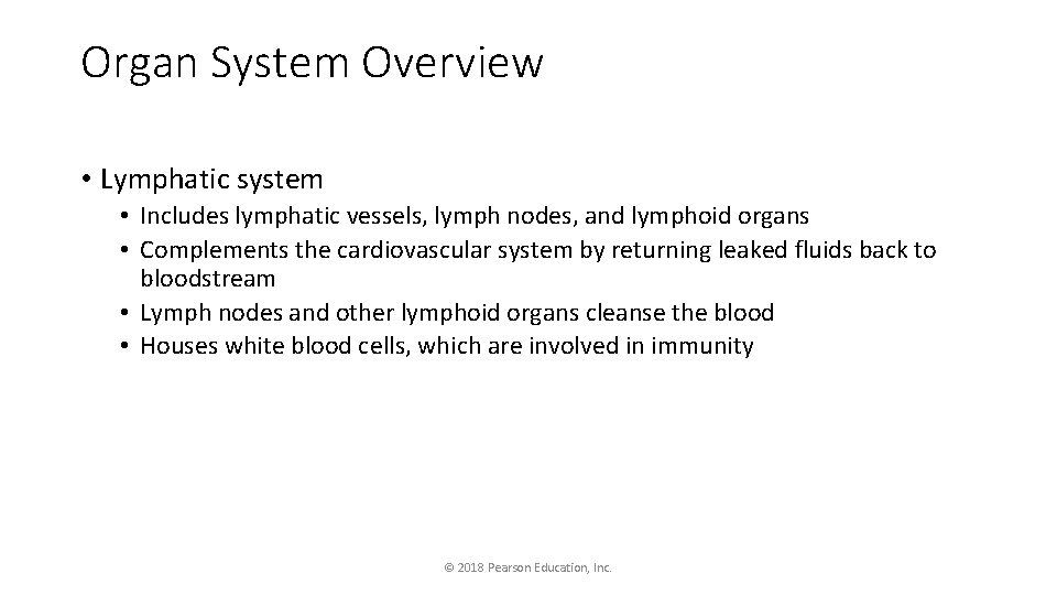 Organ System Overview • Lymphatic system • Includes lymphatic vessels, lymph nodes, and lymphoid