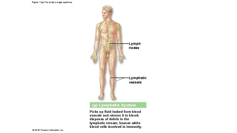 Figure 1. 2 g The body’s organ systems. Lymph nodes Lymphatic vessels (g) Lymphatic