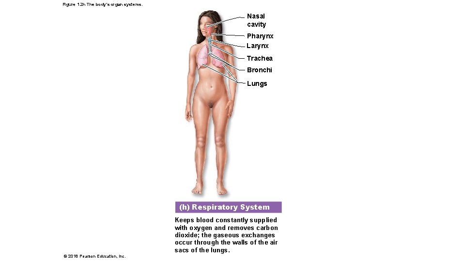 Figure 1. 2 h The body’s organ systems. Nasal cavity Pharynx Larynx Trachea Bronchi